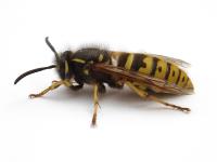 City Wide Wasp Removal Sydney image 2